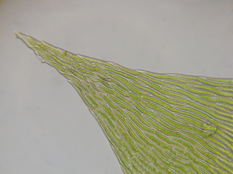 Plagiothecium laetum